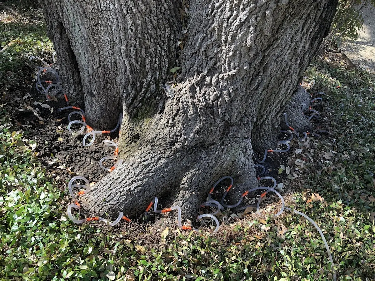 Detailed Shrub and Hedge Trimming job site in Del Valle