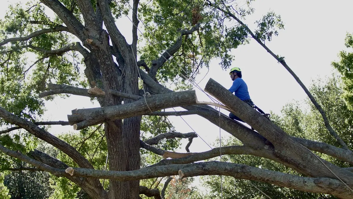 Professional Crown Thinning performed by certified arborists in Del Valle